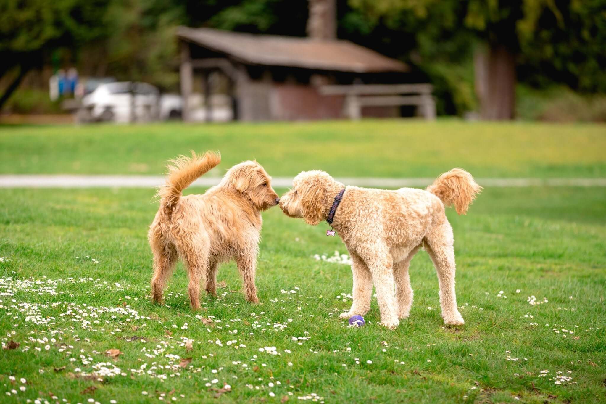 Schwanzwedeln beim Hund - immer nur Freude?