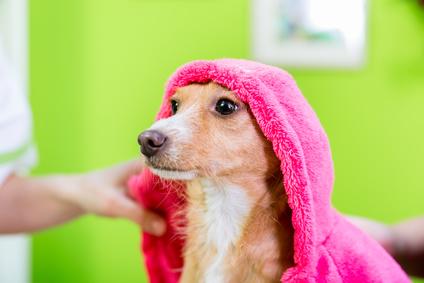 Wenn schon, dann Shampoos für Tiere verwenden!