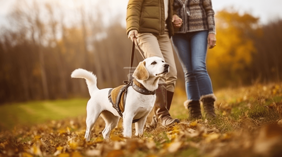 Hundebeschäftigung im Herbst - Hunde Auslastung