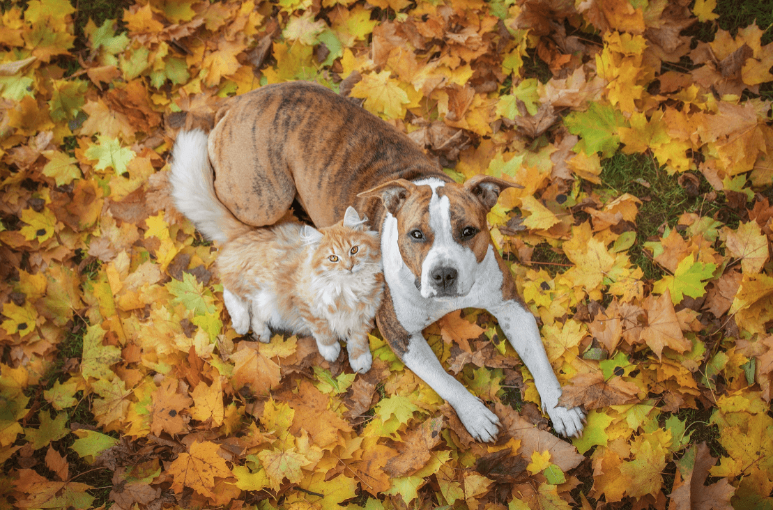 Fellwechsel Herbst: Tipps zur Pflege und Unterstützung