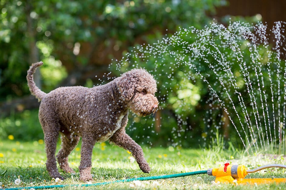 Hunde im Sommer -  Halter verantwortlich für das Tierwohl