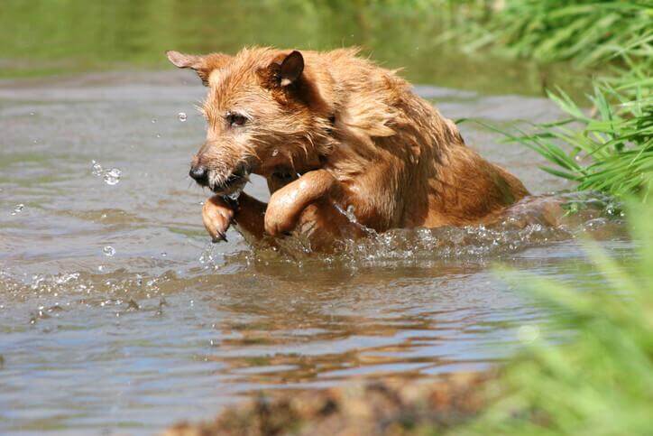 Wasservergiftung bei Hunden