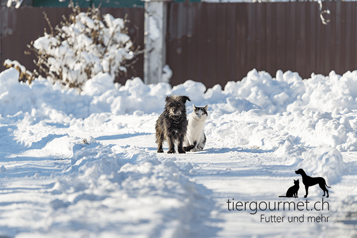 Winterpflege für Hunde und Katzen