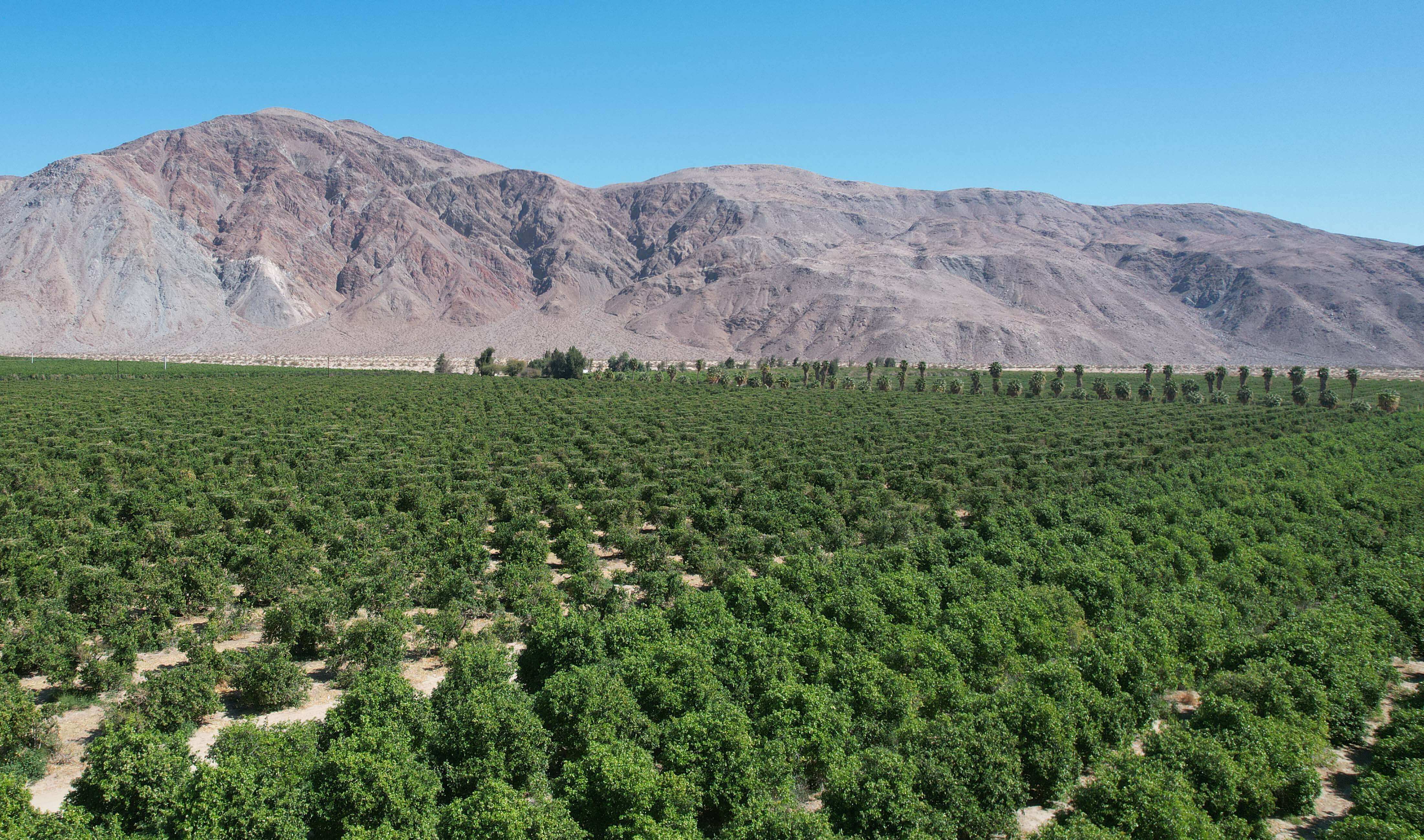 FICKS Visits One of Our California Grapefruit Farms