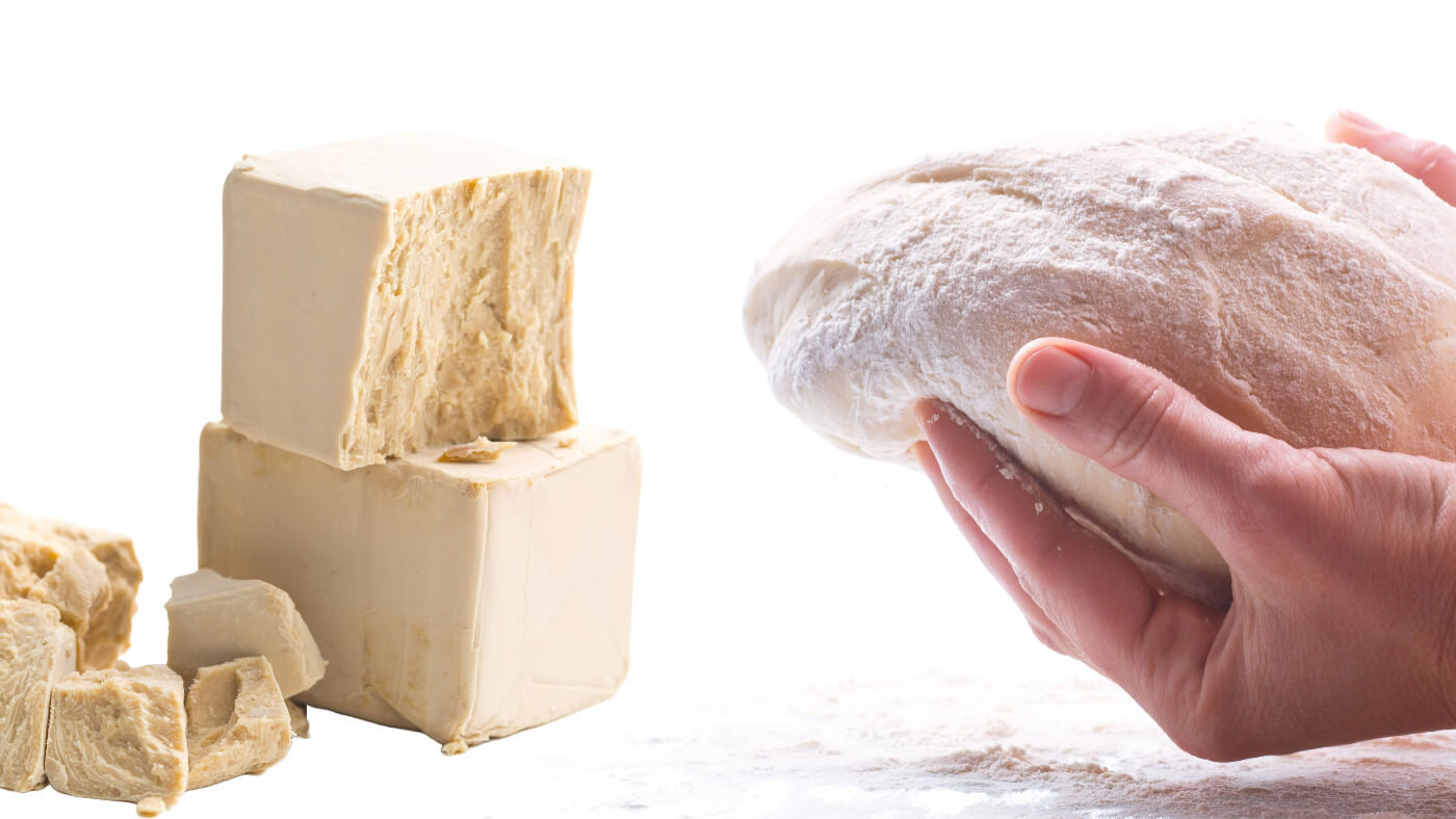 Differences between Dry Yeast and Compressed Yeast in bakery products