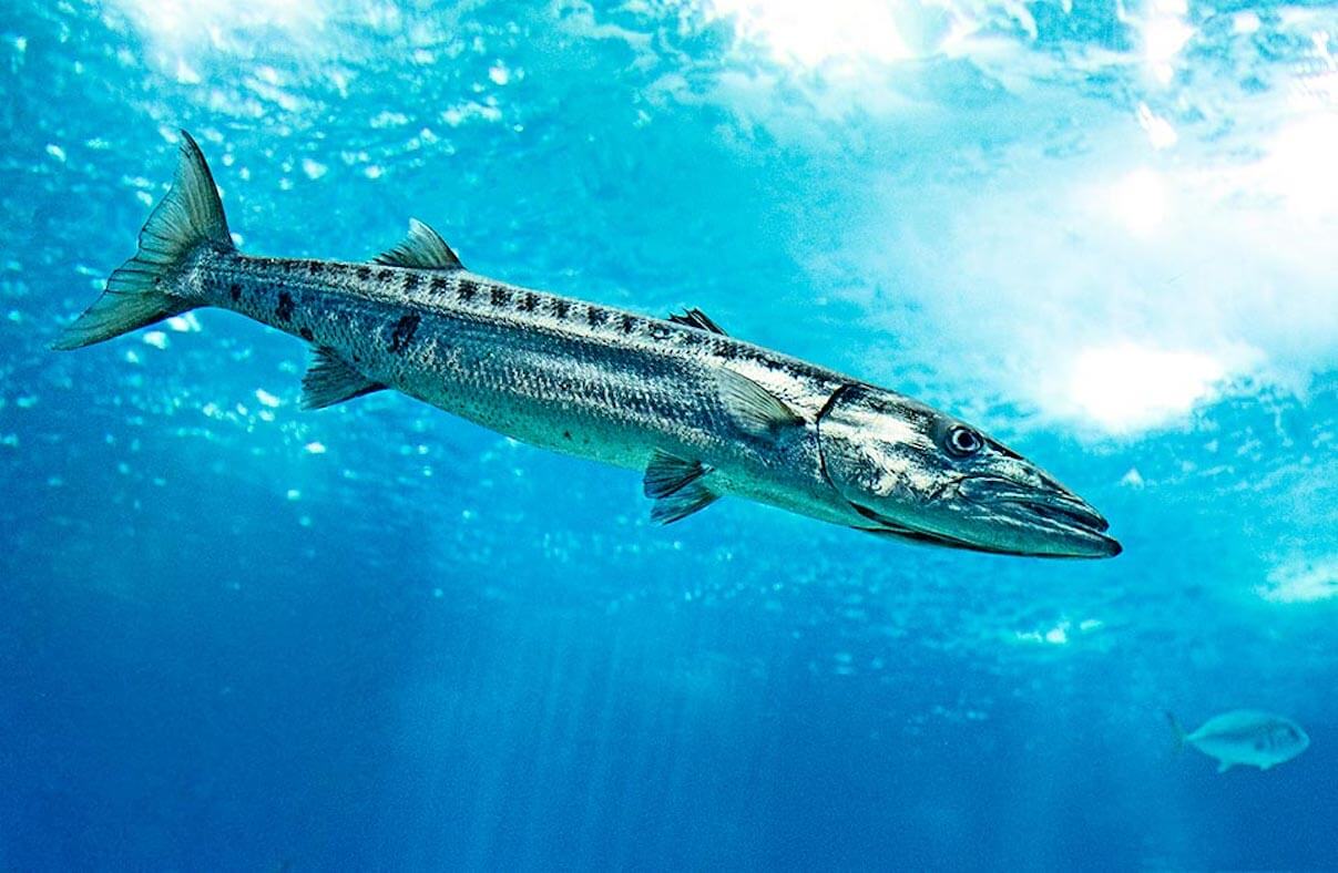 Barracuda Species Guide