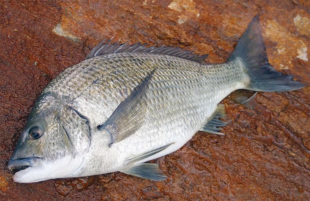 Four Tips For Black Bream Targeting