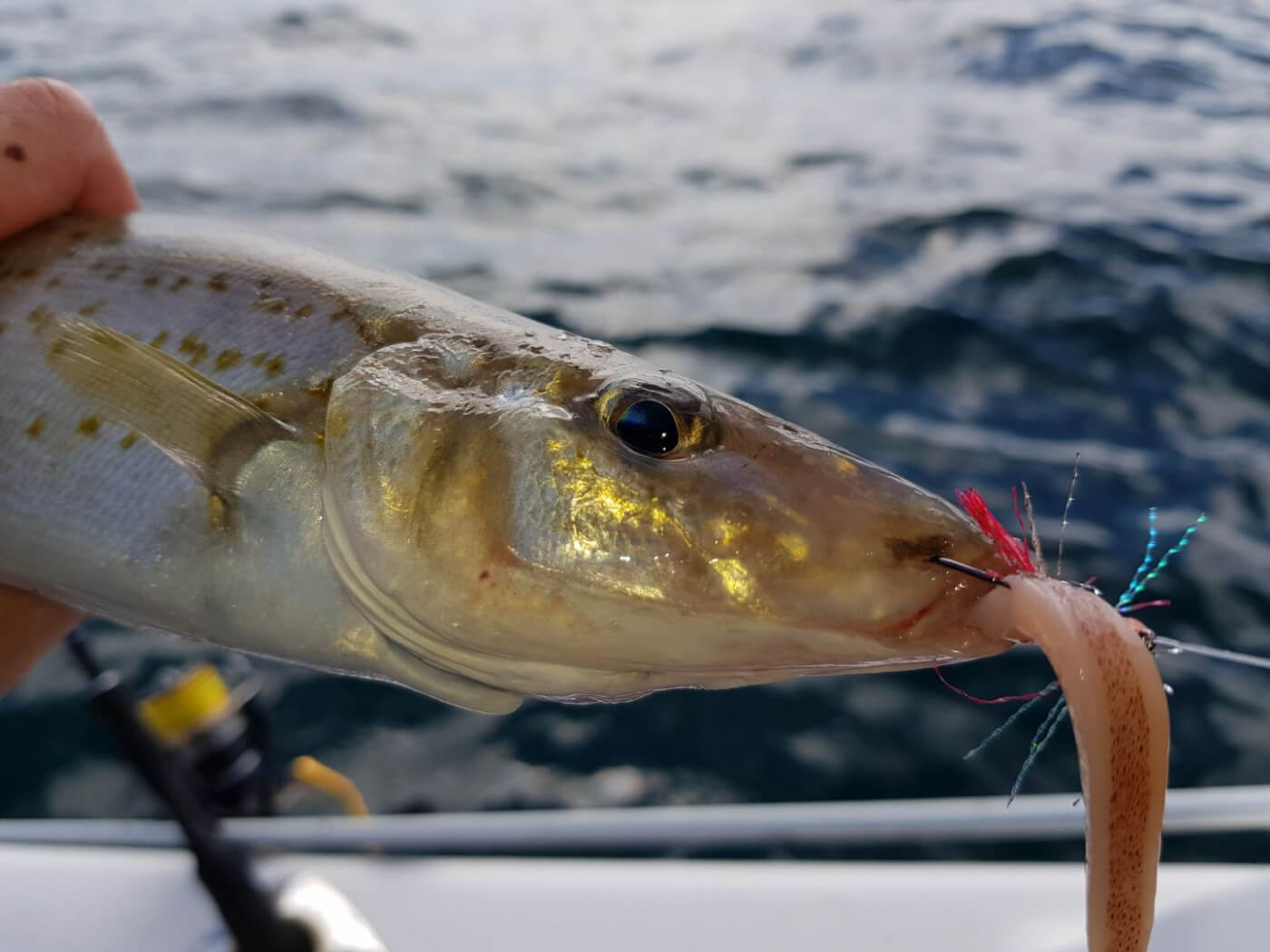 Finding King George Whiting Ground