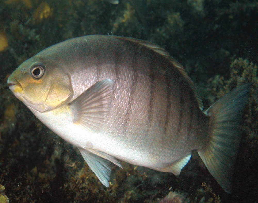 Fishing for Eastern Rock Blackfish