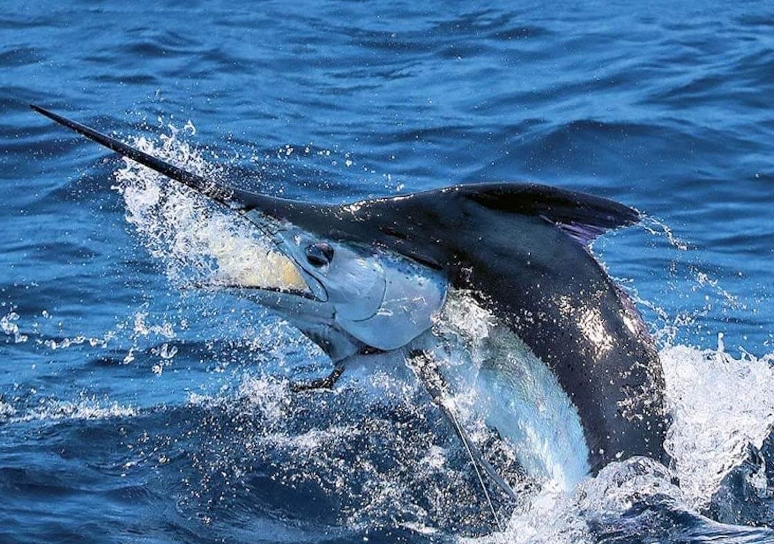 Hotspots for chasing Marlin in Australia