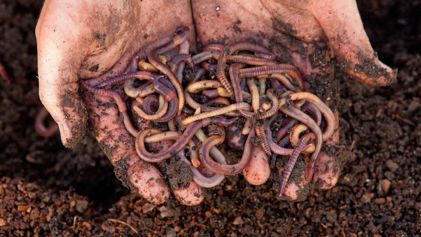 Mustard Powder To Catch Worms