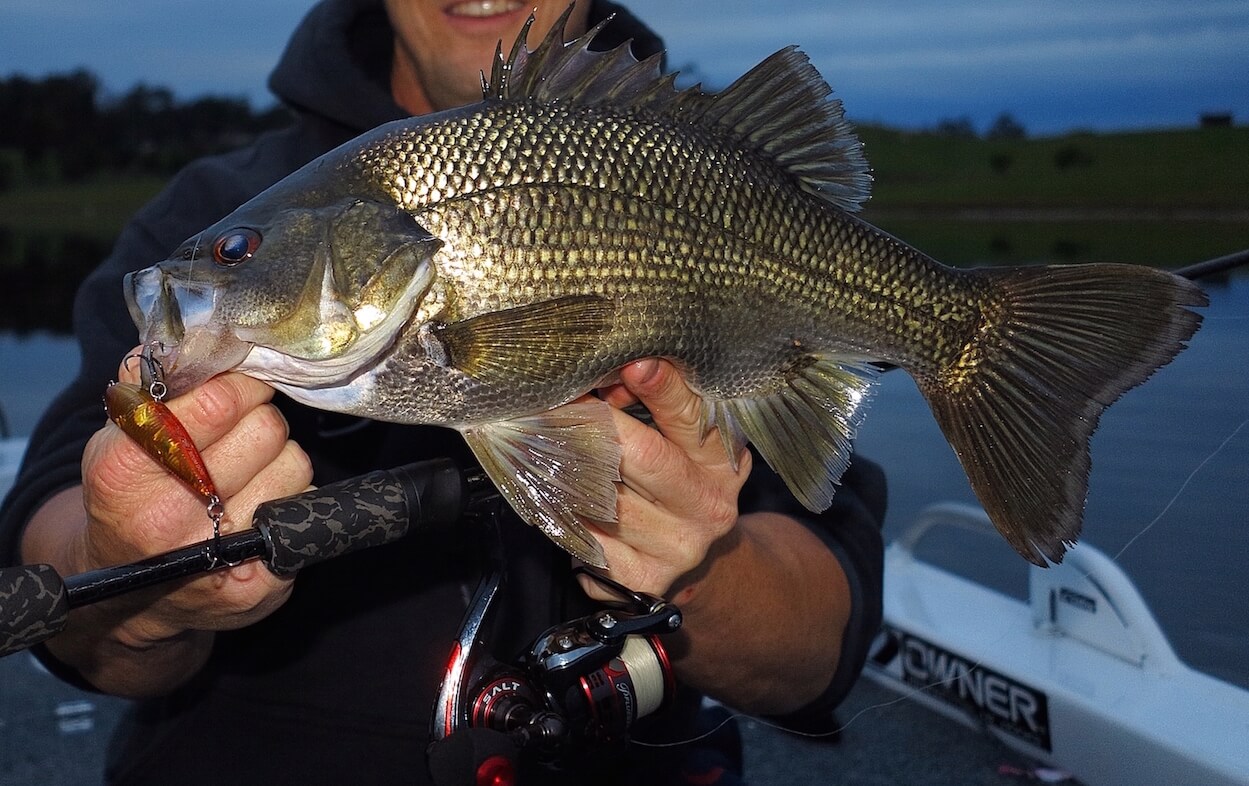 Species Snapshot: Aussie Bass