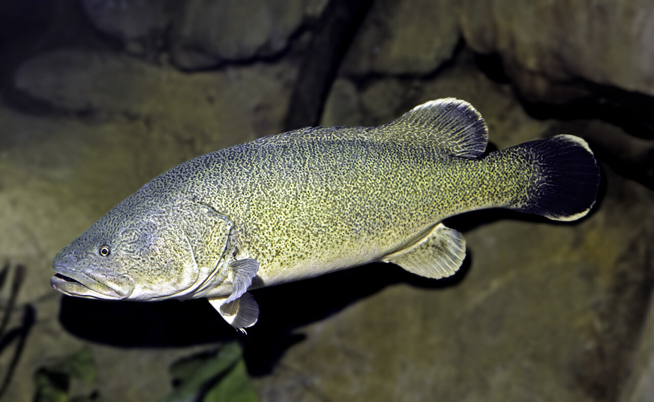 Species Snapshot: Murray Cod