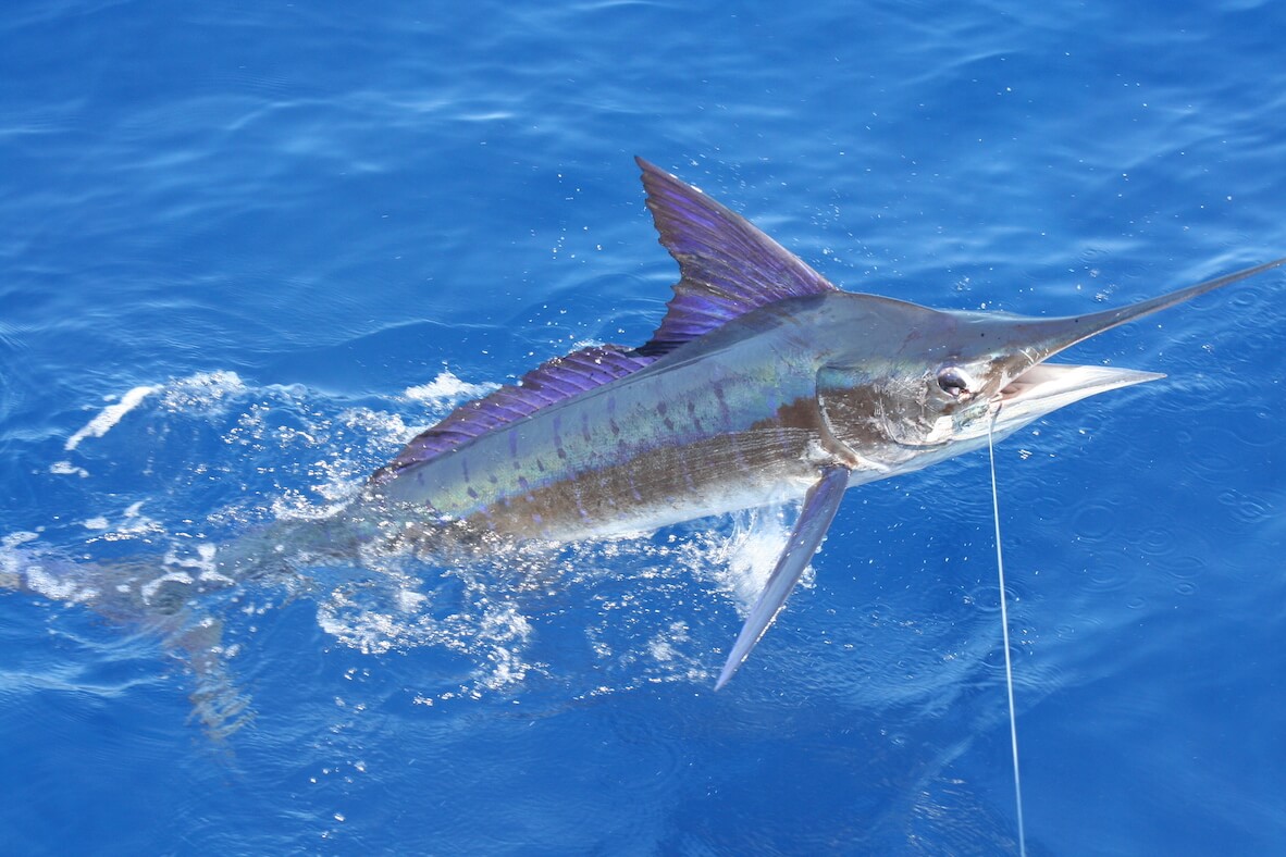 Striped Marlin Species Guide