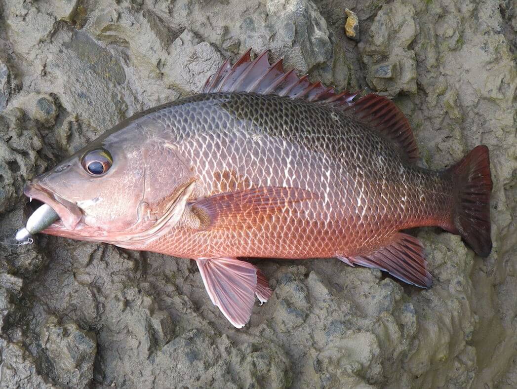 Targeting Mangrove Jack: Take a look at the gear you need.