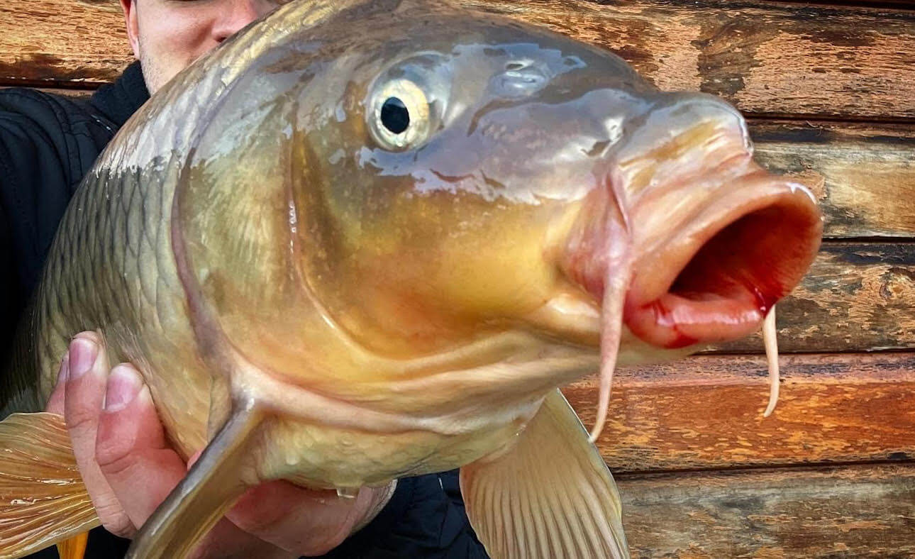 Why are Carp a problem in our water ways?