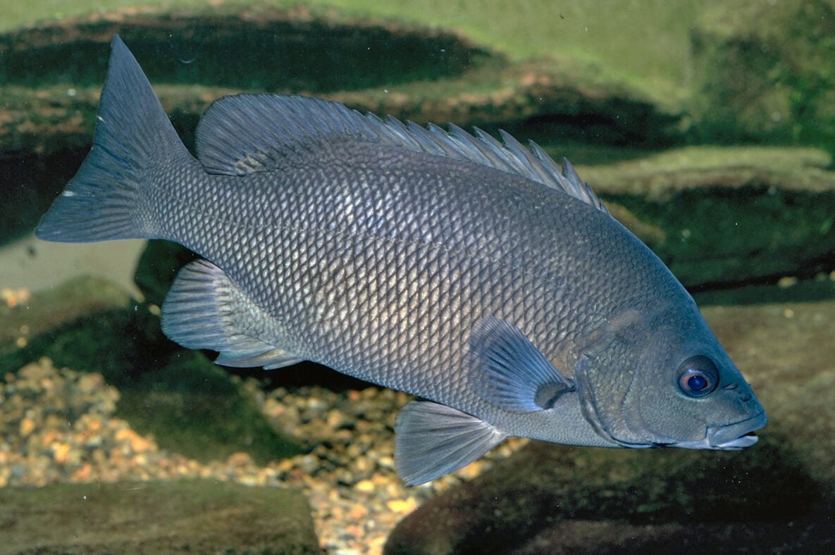 Sooty Grunter Species Guide