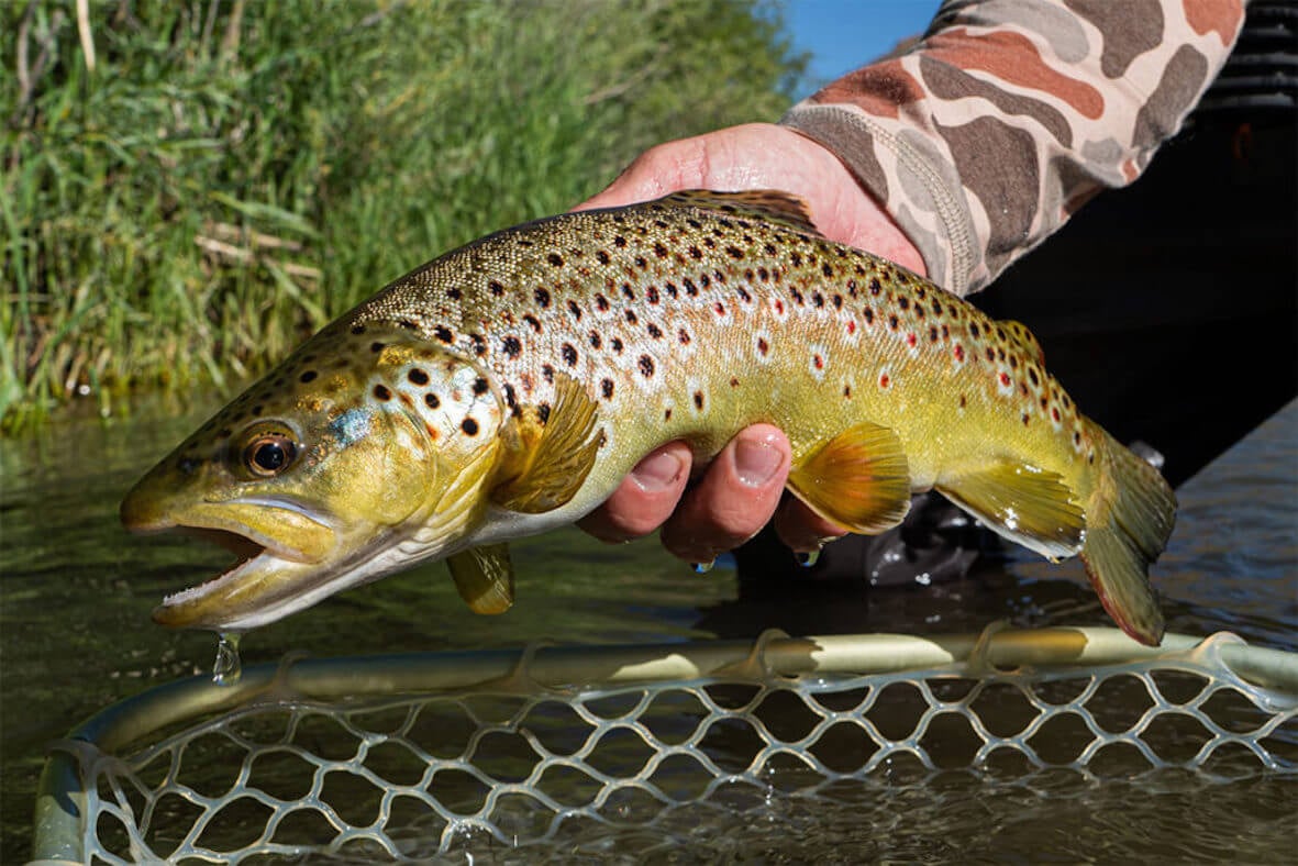 Spinners for trout