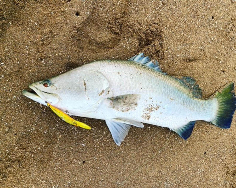 Catching a million dollar Barramundi