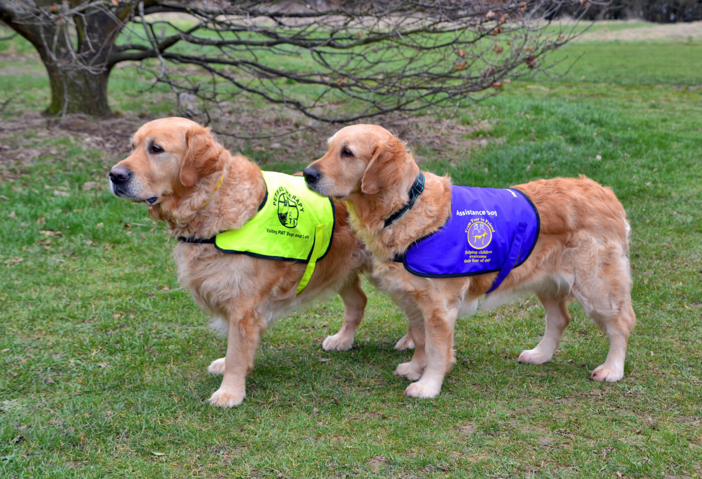 Golden retriever service store dog