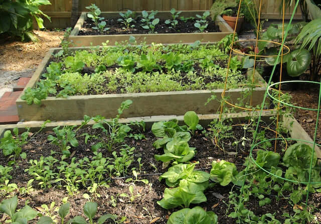 How to Plant an Edible Garden: Sustainability Tips