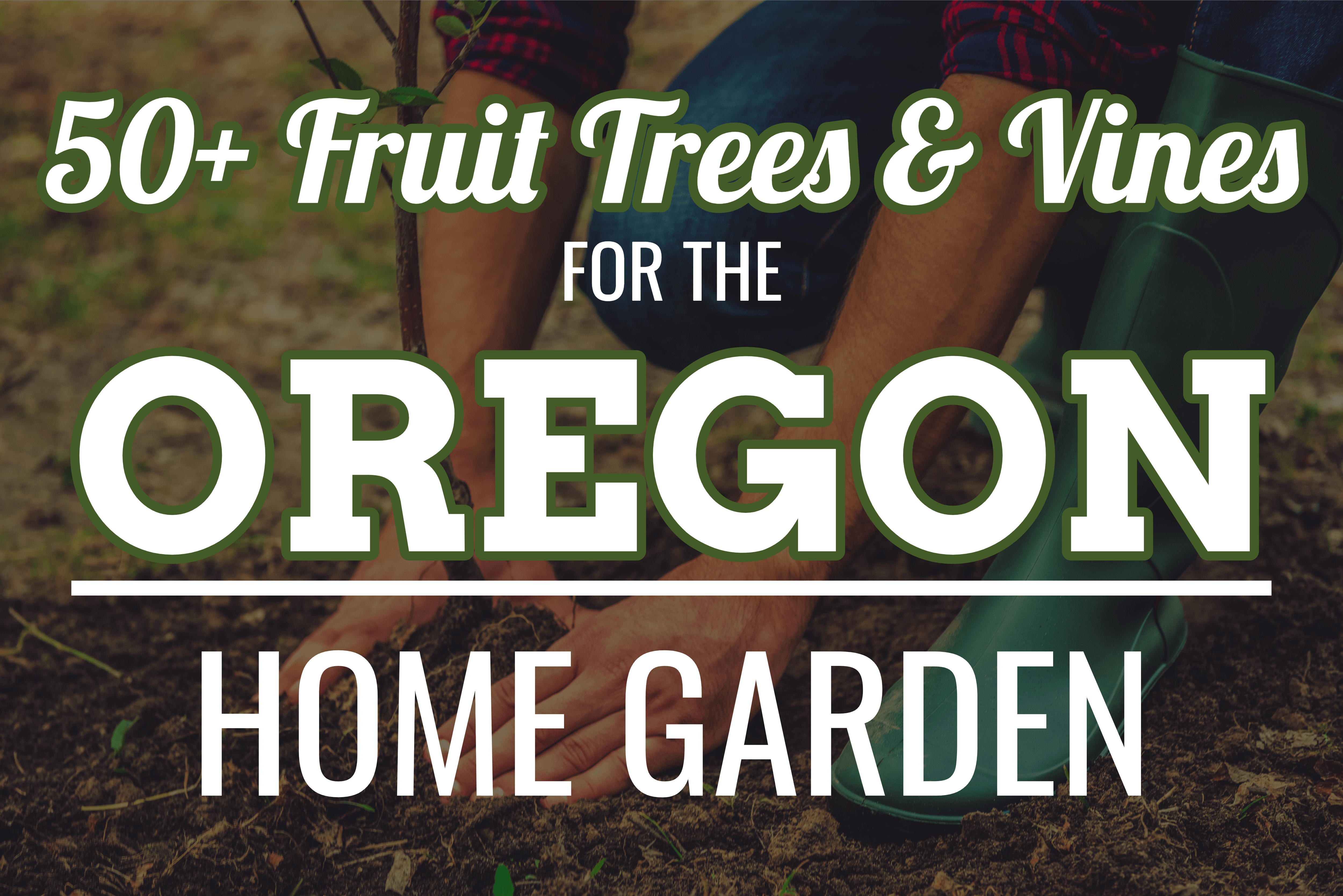 Pruning Fruit Trees in Oregon