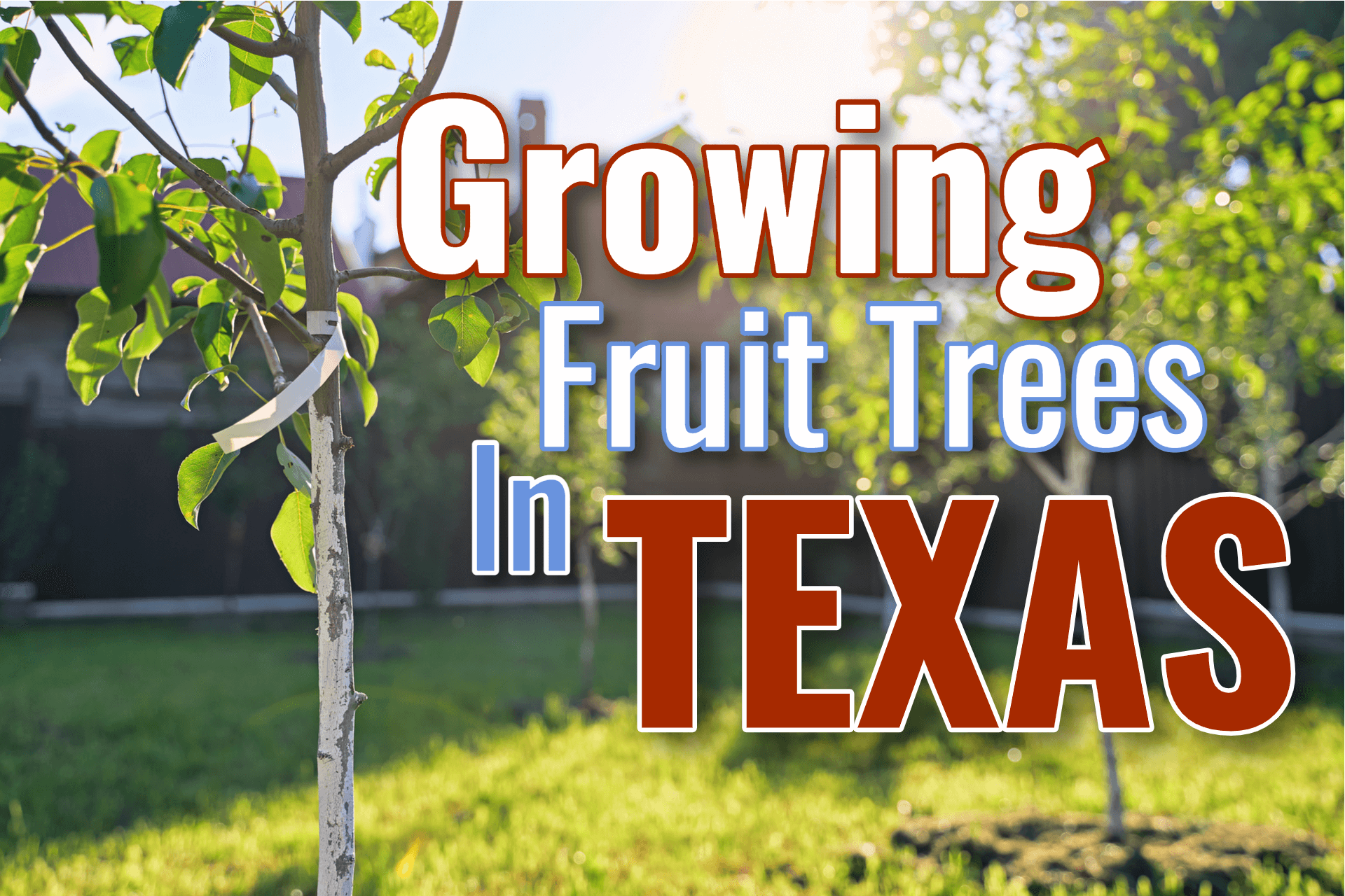 Texas Fruit Tree Growing Guide