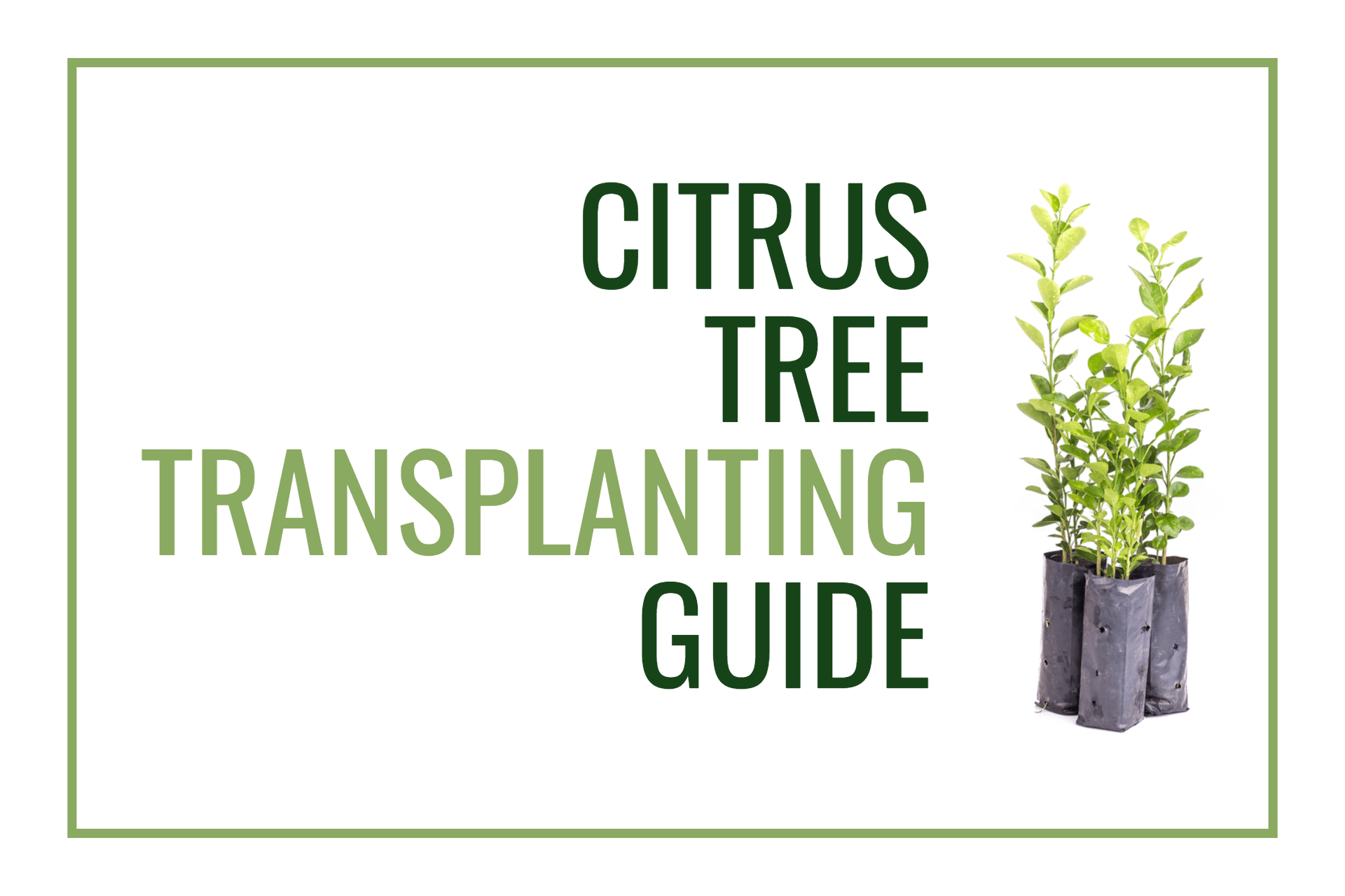Transplanting Your Citrus Tree
