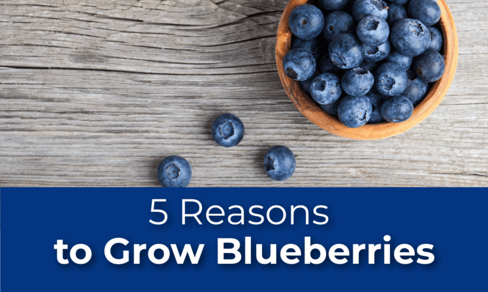 5 Reasons to Grow Blueberries