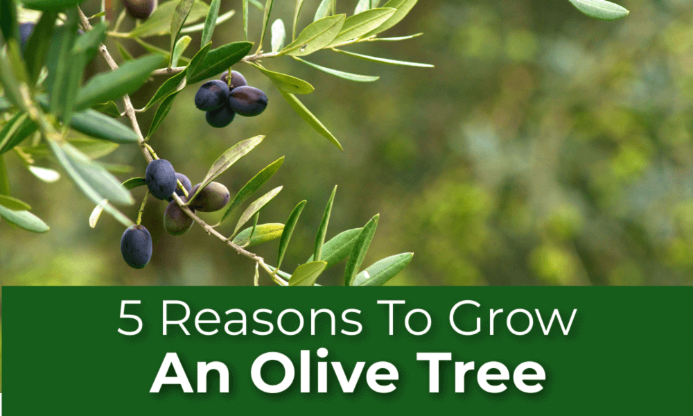 Olive Tree: How to Plant, Grow, and Care for Olive Trees