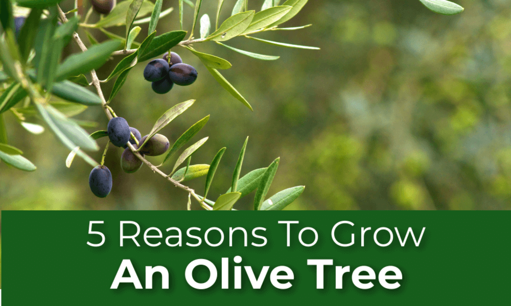 Fruitless Olive Tree Care – Learn About Growing Fruitless Olive Trees