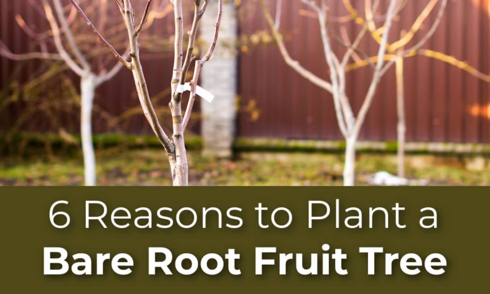 6 Reasons to Plant a Bare Root Fruit Tree