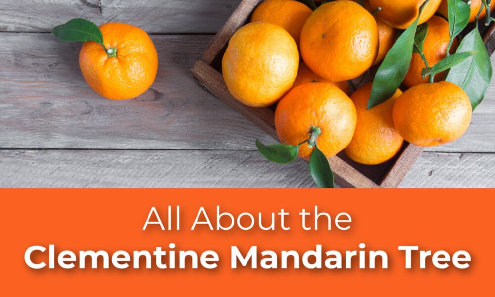 All About the Clementine Mandarin Tree