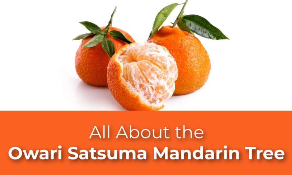 Owari Satsuma Mandarin Tree - PlantingTree