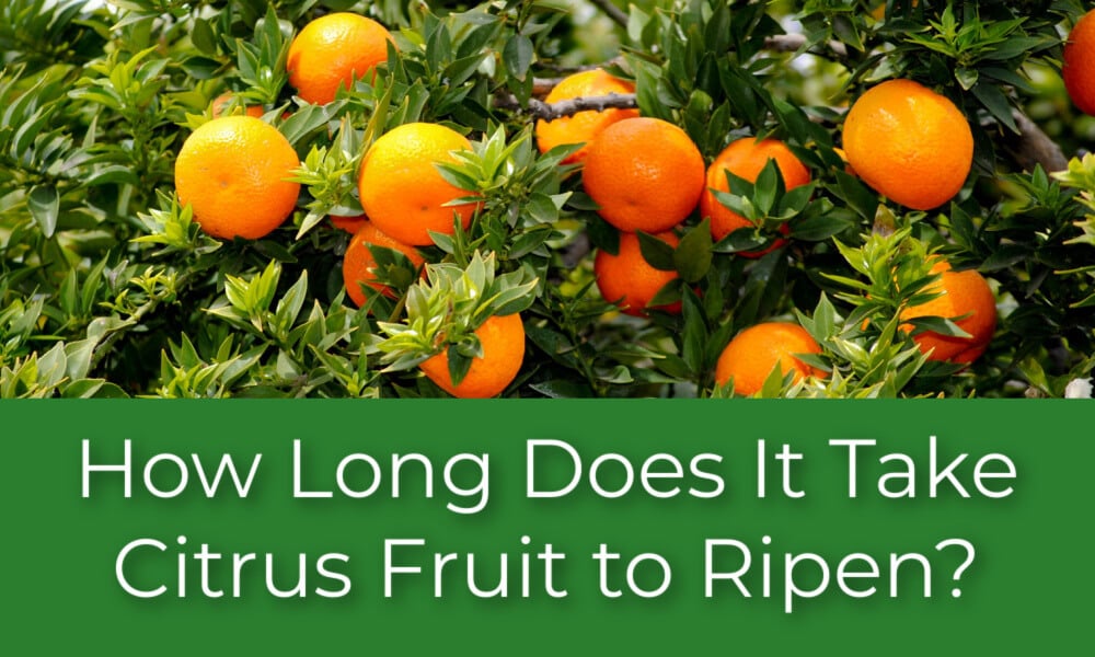 How Long Does It Take Citrus Fruit to Ripen?