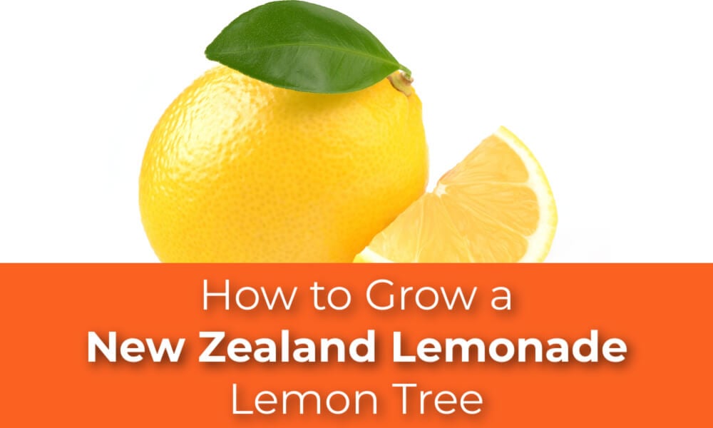 How to Grow a New Zealand Lemonade Lemon Tree