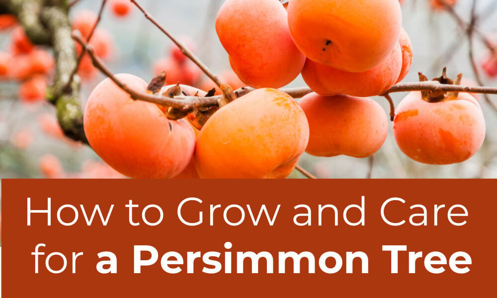 Persimmon tree 2024