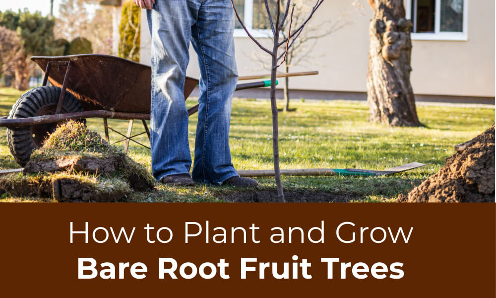 How to Plant and Grow Bare Root Fruit Trees