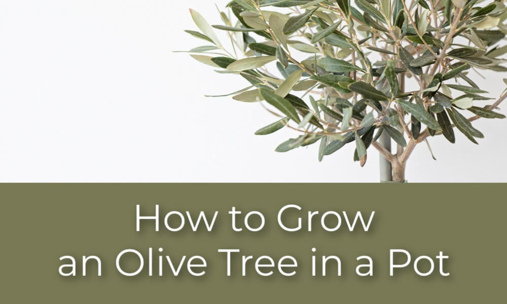 How to Grow an Olive Tree in a Pot