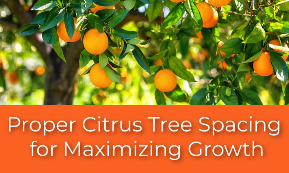 Proper Semi-Dwarf Citrus Tree Spacing