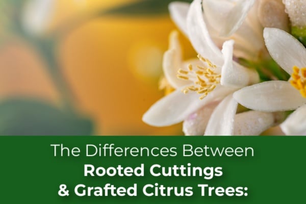 The Differences Between Rooted Cuttings and Grafted Citrus Trees