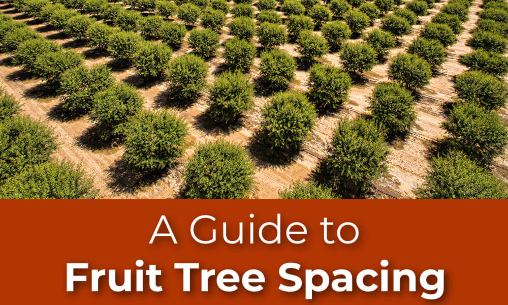 https://dropinblog.net/34245209/files/featured/a_guide_to_fruit_tree_spacing.jpg