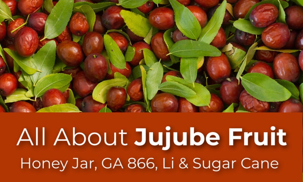 All About Jujube Fruit: Honey Jar, GA 866, Li and Sugar Cane