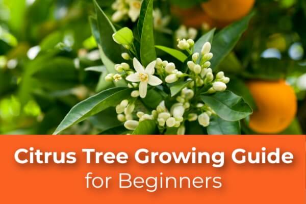 Citrus Tree Growing Guide for Beginners