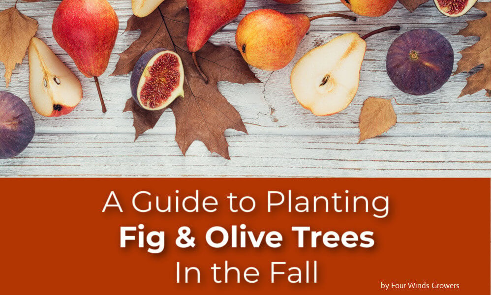 Why Your Olive Tree Isn't Fruiting: 4 Potential Causes — Plant Care Tips  and More · La Résidence