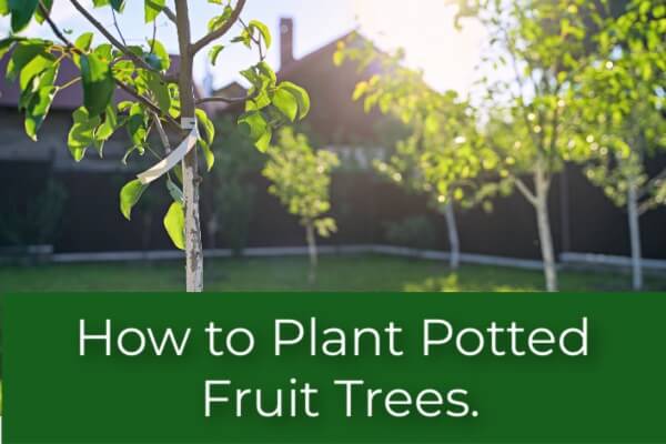 How to Plant Potted Fruit Trees