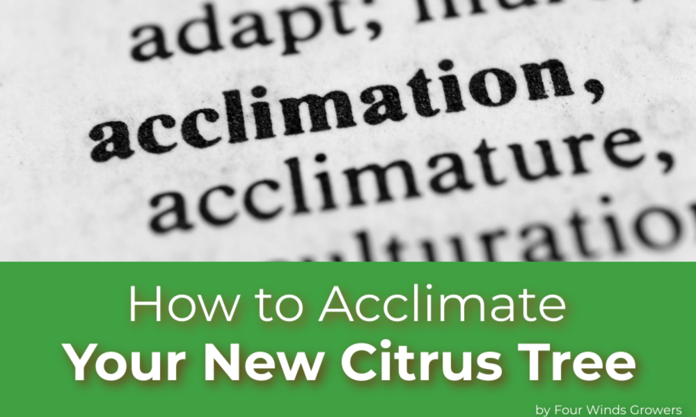 How to Acclimate Your New Citrus Tree