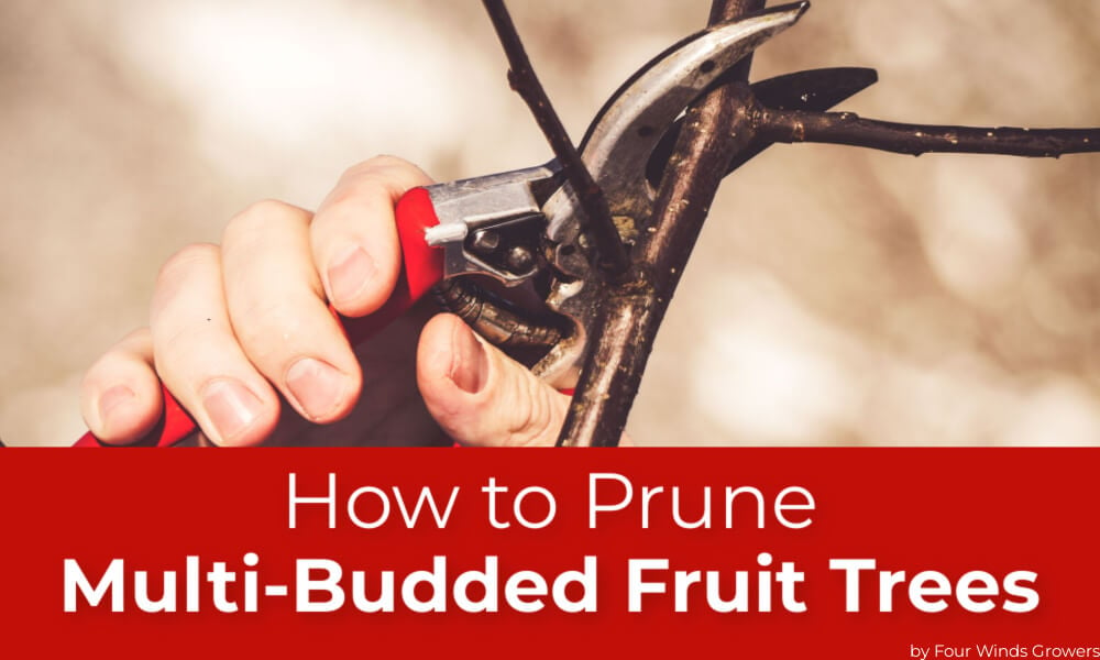 How to Prune Multi-budded Fruit Trees