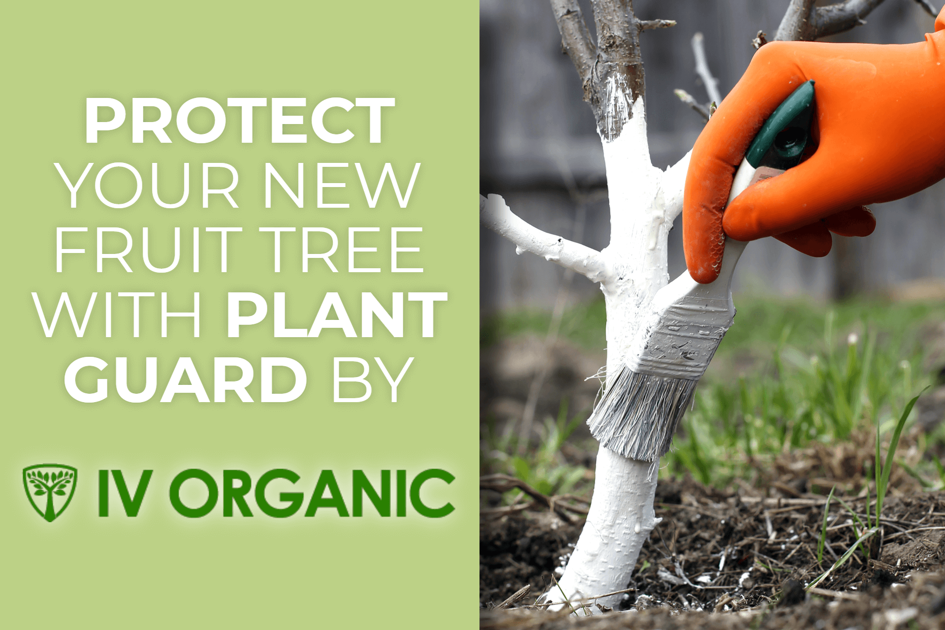 Use IV ORGANIC Plant Guard to Protect Your Trees