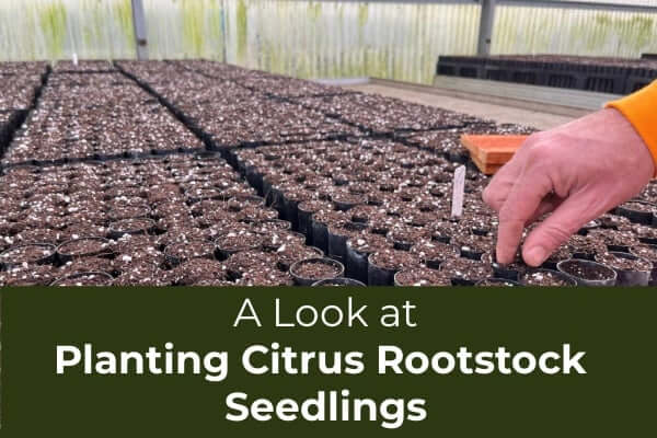 A Look at Planting Rootstock Seedlings